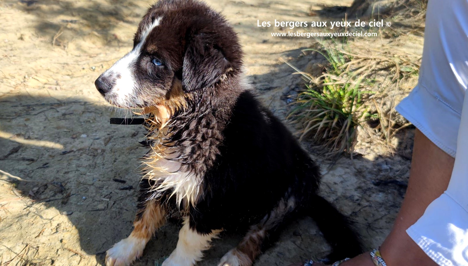 Fantômette chiot femelle berger australien noir tricolore aux yeux bleus