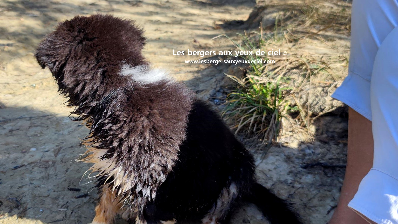 Fantômette chiot femelle berger australien noir tricolore aux yeux bleus