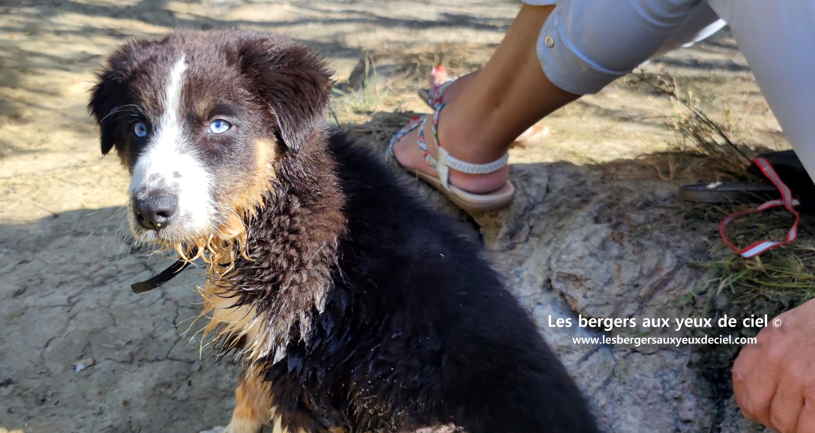 Fantômette chiot femelle berger australien noir tricolore aux yeux bleus