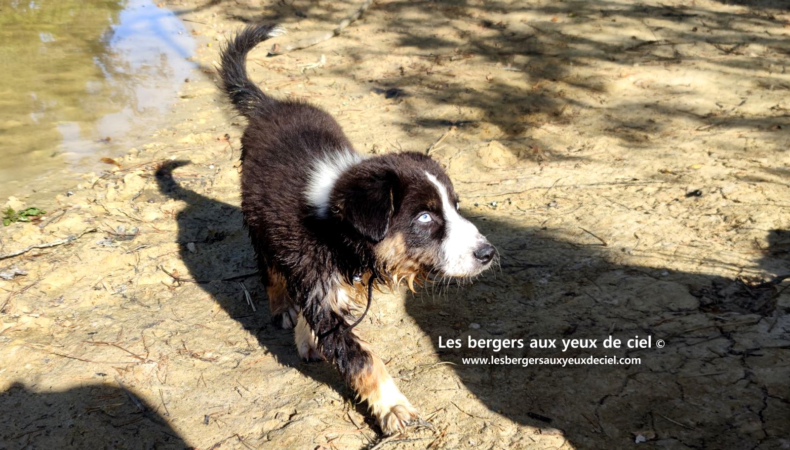 Fantômette chiot femelle berger australien noir tricolore aux yeux bleus