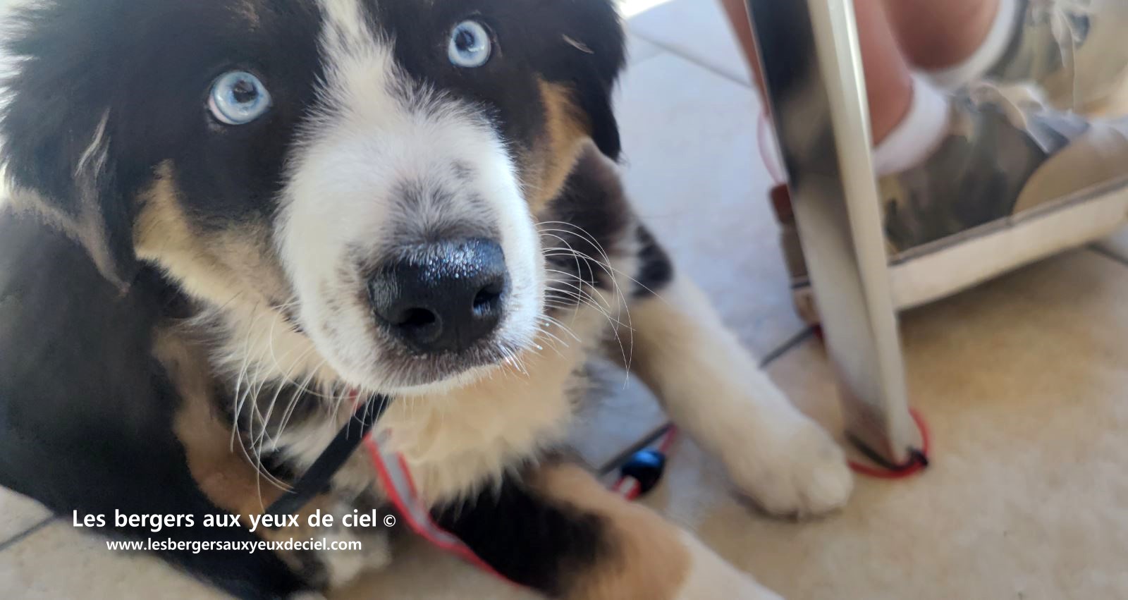 Fantômette chiot femelle berger australien noir tricolore aux yeux bleus