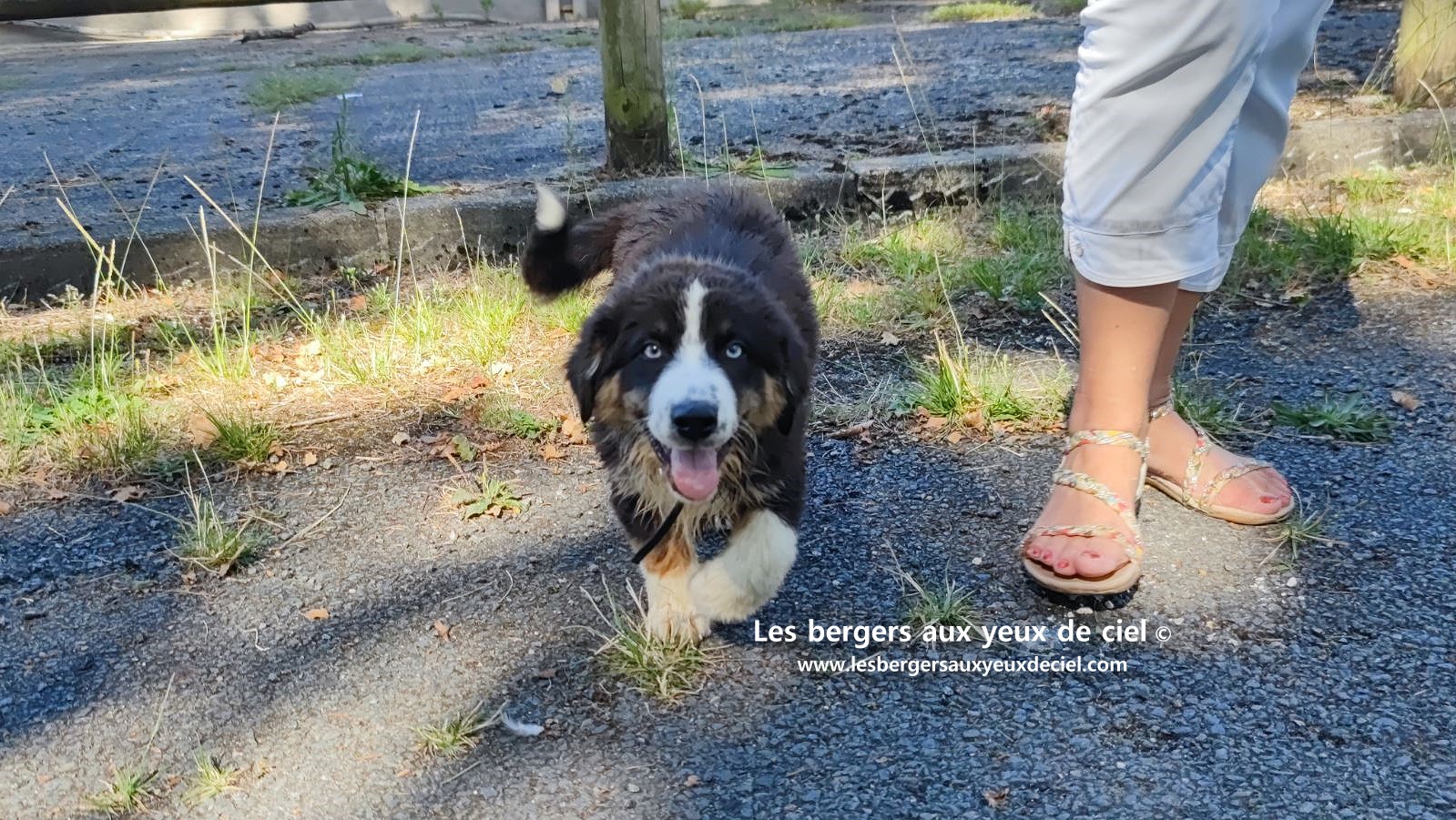 Fantômette chiot femelle berger australien noir tricolore aux yeux bleus