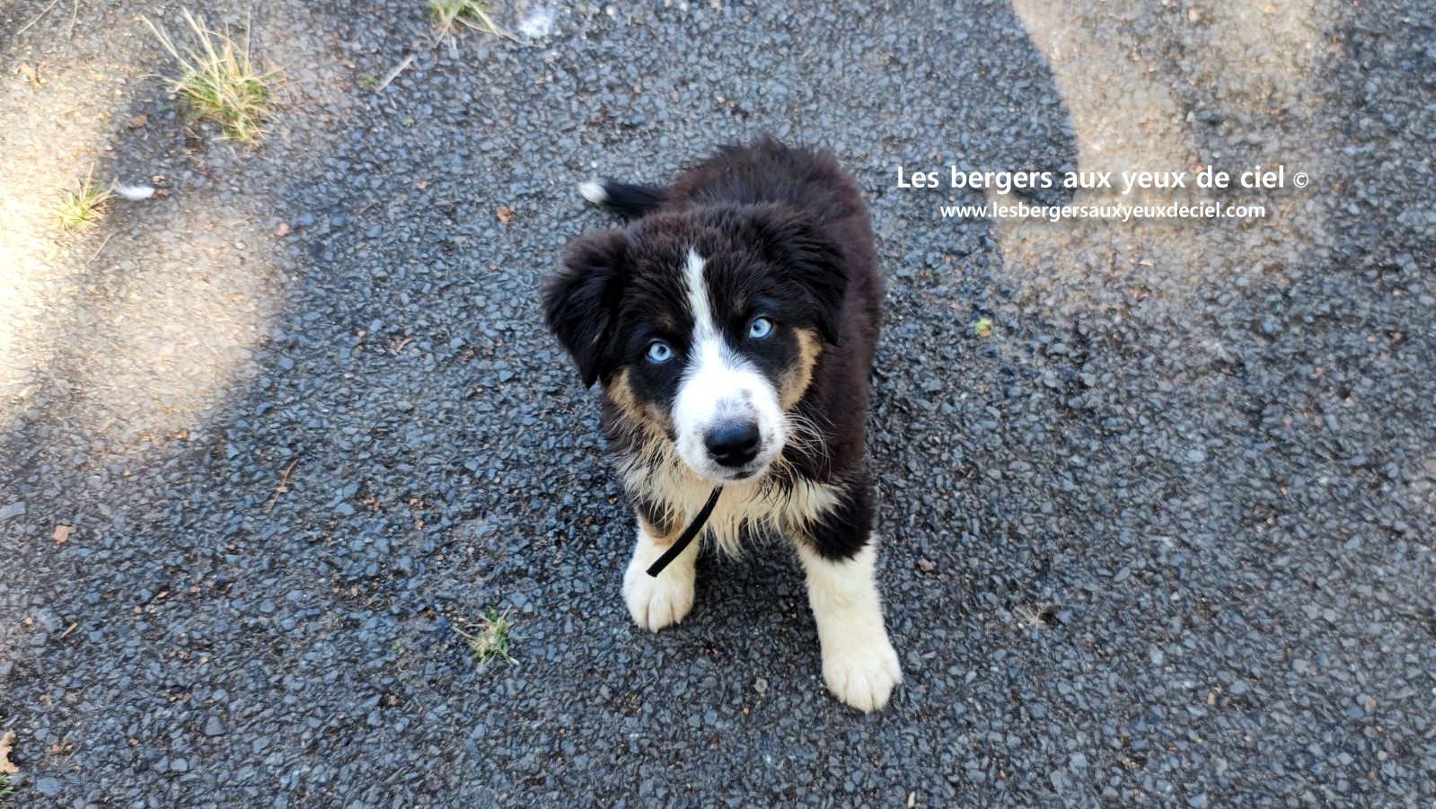Fantômette chiot femelle berger australien noir tricolore aux yeux bleus