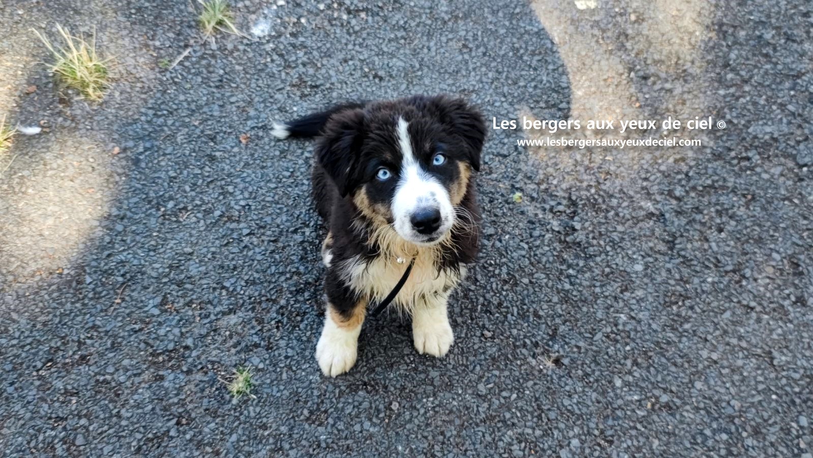 Fantômette chiot femelle berger australien noir tricolore aux yeux bleus