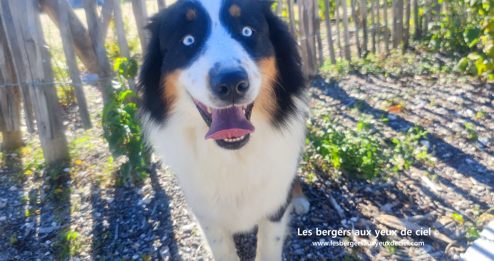 Lancelot des bergers aux yeux de ciel berger australien noir tricolore aux yeux bleus