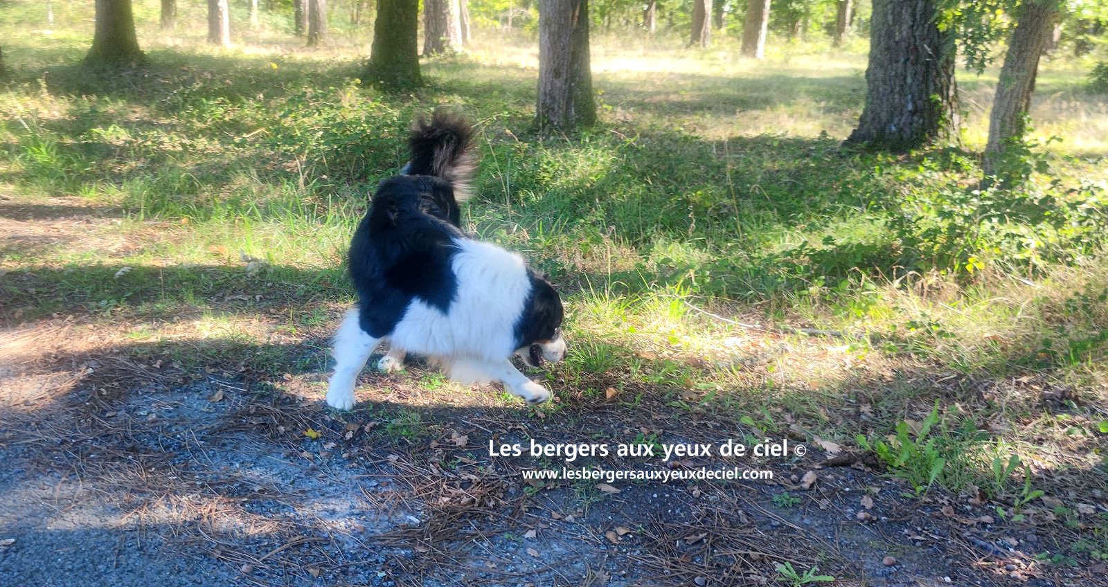 Lancelot des bergers aux yeux de ciel berger australien noir tricolore aux yeux bleus