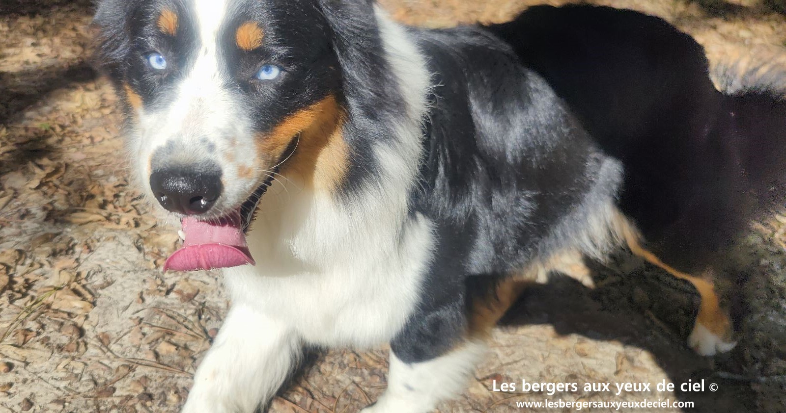 Lancelot des bergers aux yeux de ciel berger australien noir tricolore aux yeux bleus