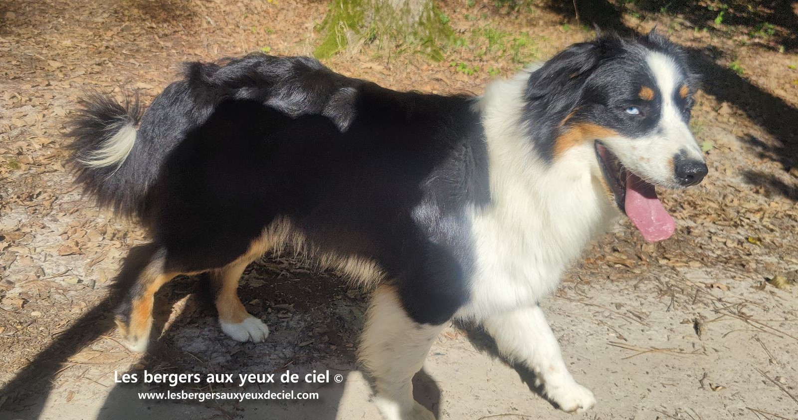 Lancelot des bergers aux yeux de ciel berger australien noir tricolore aux yeux bleus