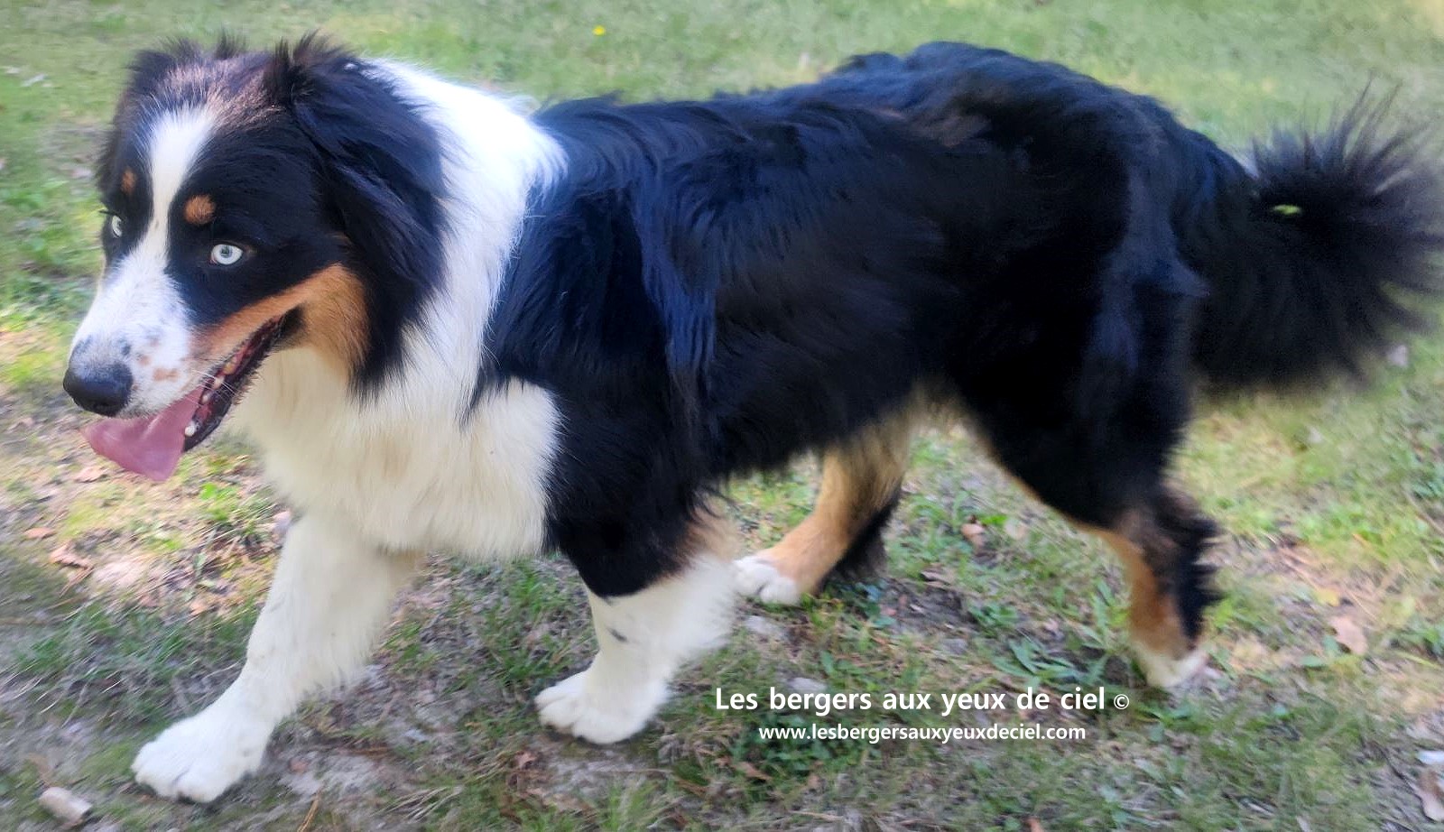Lancelot des bergers aux yeux de ciel berger australien noir tricolore aux yeux bleus