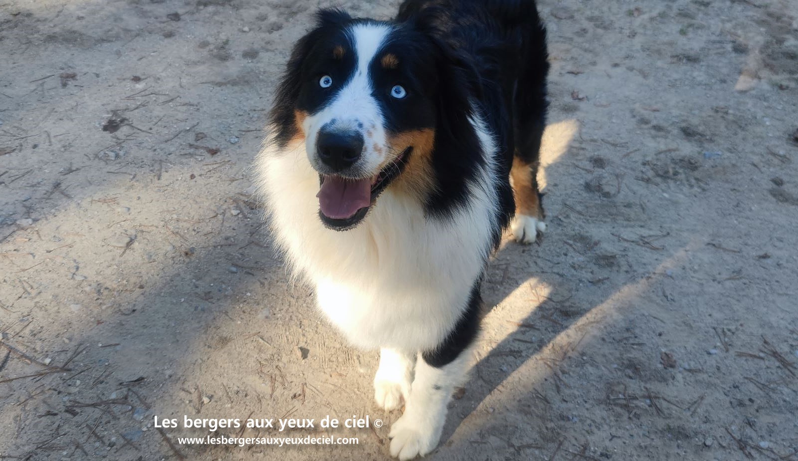 Lancelot des bergers aux yeux de ciel berger australien noir tricolore aux yeux bleus