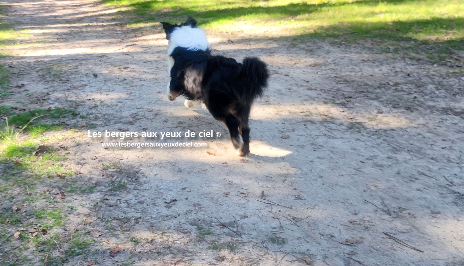 Lancelot des bergers aux yeux de ciel berger australien noir tricolore aux yeux bleus