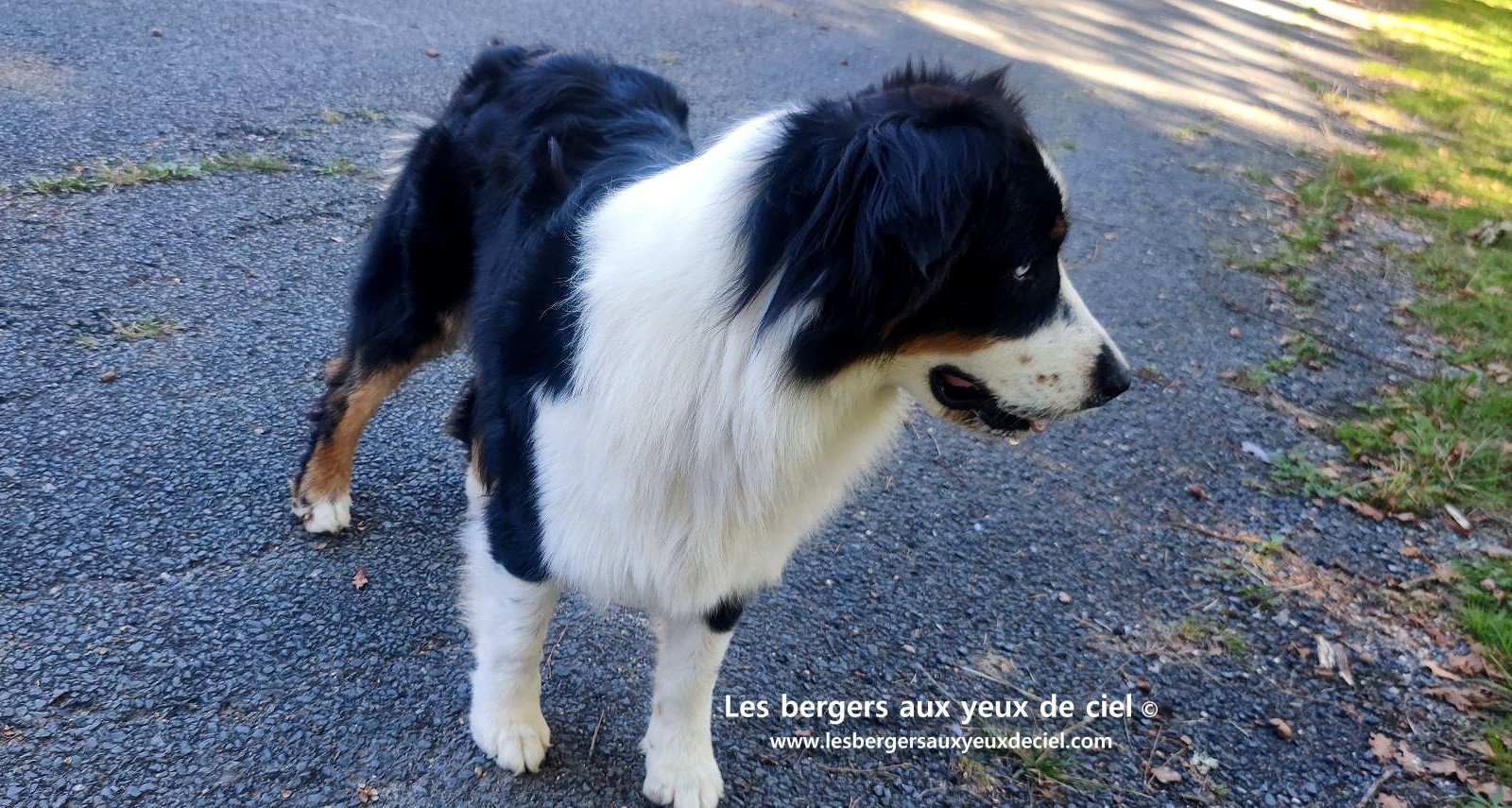 Lancelot des bergers aux yeux de ciel berger australien noir tricolore aux yeux bleus