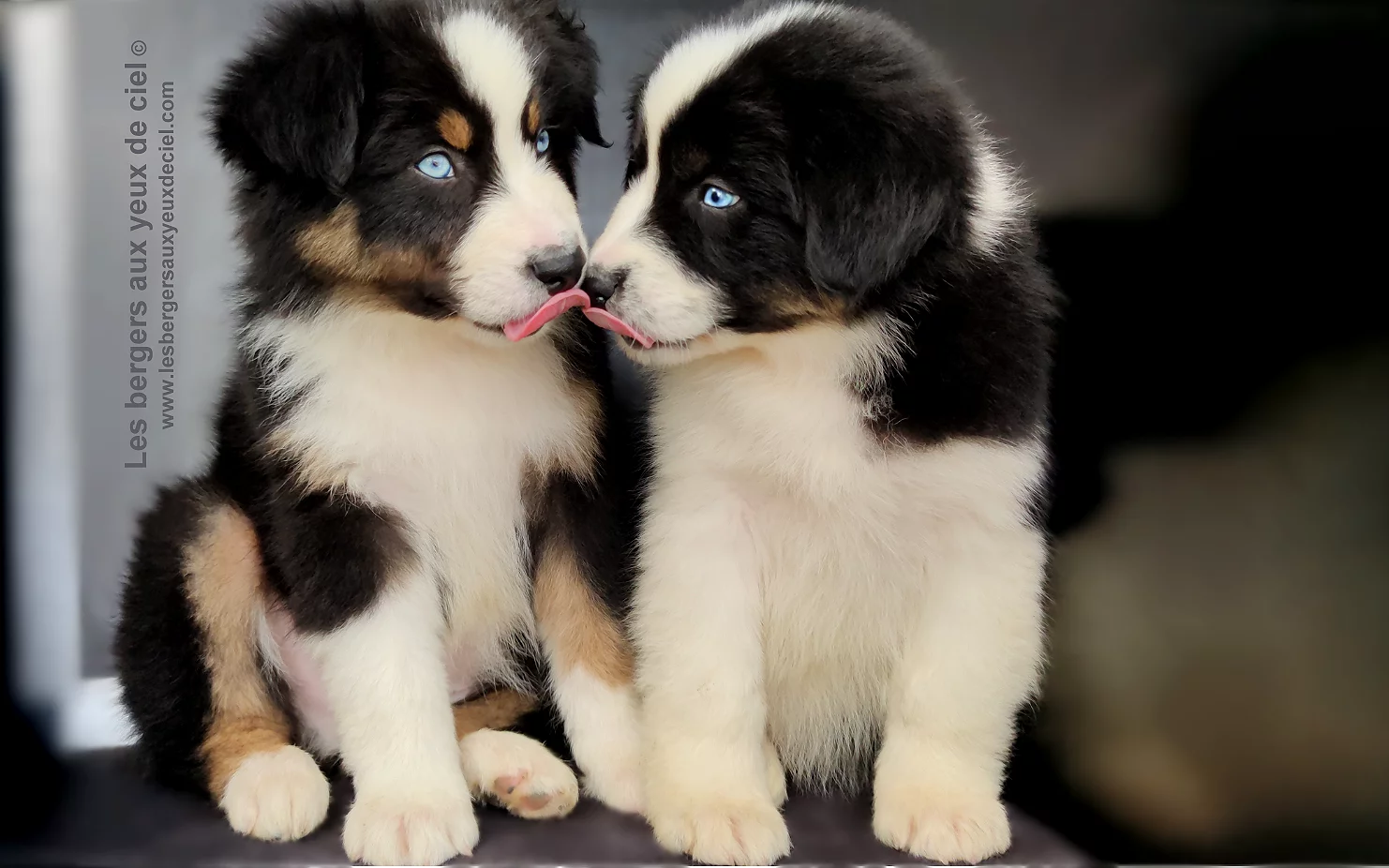 Chiot des bergers aux yeux de ciel - Chiot berger australien noir tricolore aux yeux bleus de 3 mois