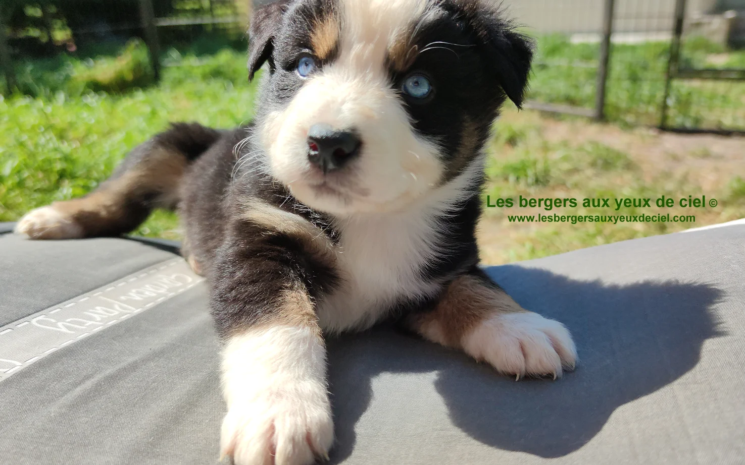 Chiot des bergers aux yeux de ciel, chiot berger australien noir tricolore aux yeux bleus
