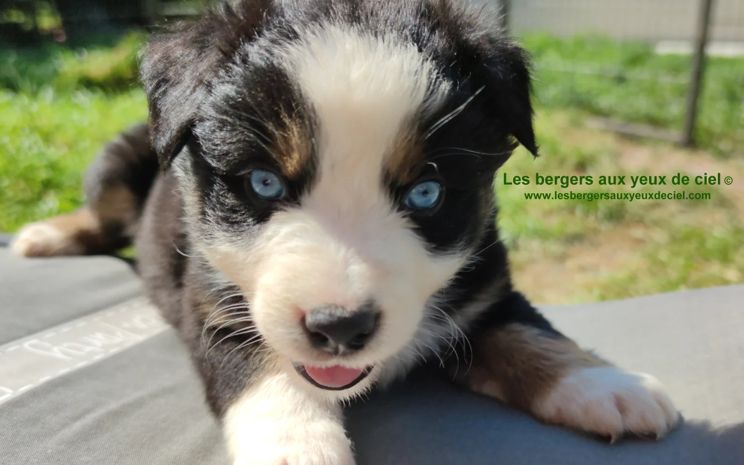 Chiot des bergers aux yeux de ciel - Chiot berger australien noir tricolore aux yeux bleus de 2 mois