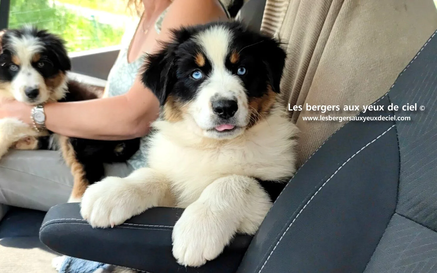 Chiot Lancelot des bergers aux yeux de ciel - Chiot berger australien noir tricolore aux yeux bleus de 3 mois