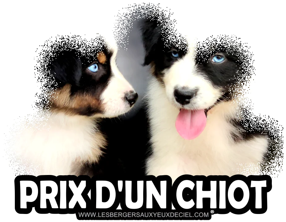 Quel est le prix d'un chiot ?, Quel est le prix d'un chiot berger australien bleu merle ?, Quel est le prix d'un chiot berger australien rouge merle ?, Quel est le prix d'un chiot berger australien noir tricolore aux yeux bleus ?, Quel est le prix d'un chiot berger australien rouge tricolore aux yeux bleus ?.