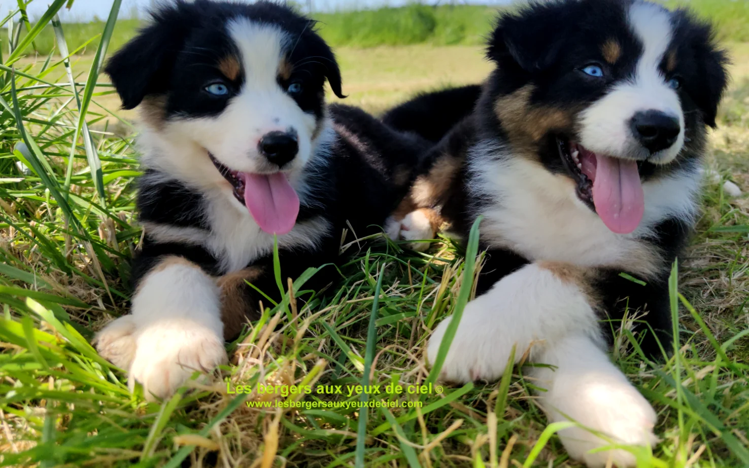 Chiots des bergers aux yeux de ciel - Chiots bergers australiens noir tricolore aux yeux bleus de 2 mois
