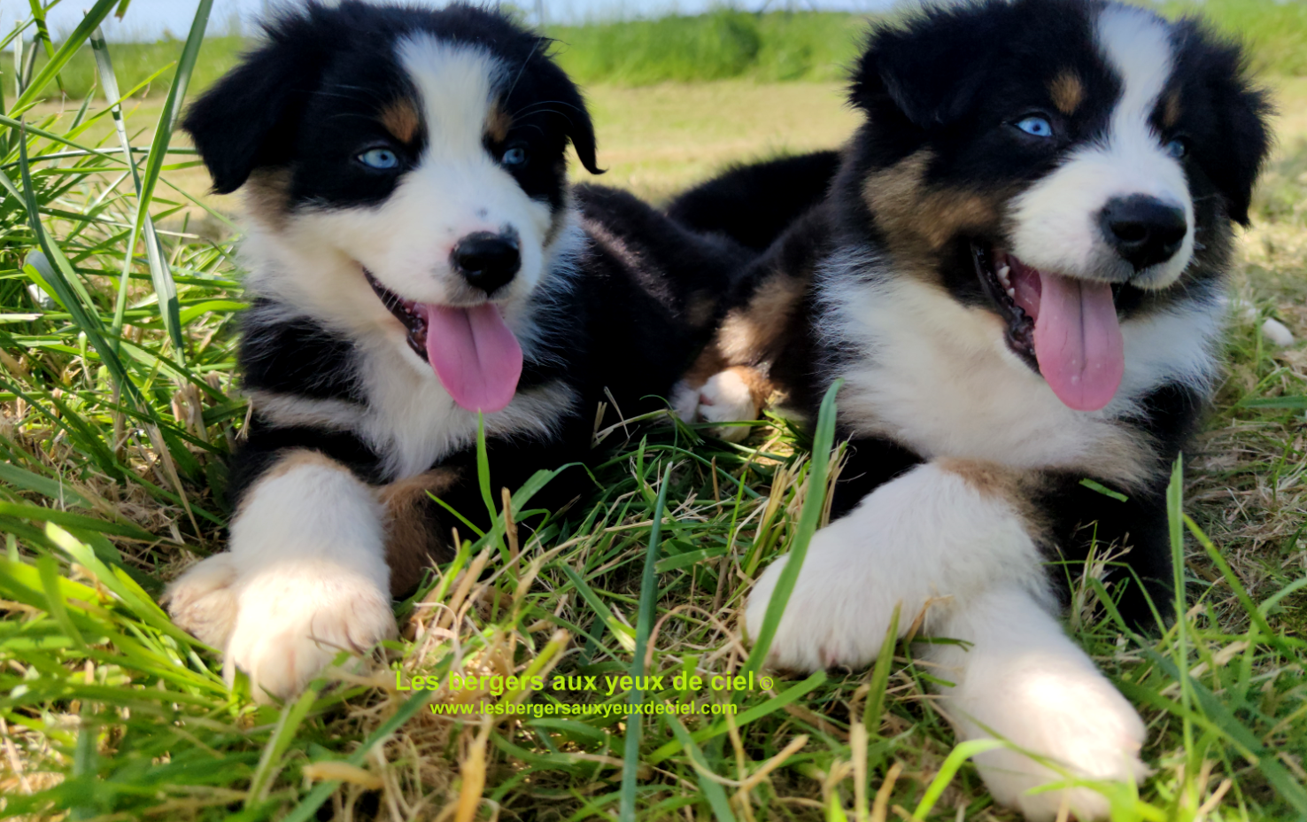 Chiots des bergers aux yeux de ciel - Chiots bergers australiens noir tricolore aux yeux bleus de 2 mois
