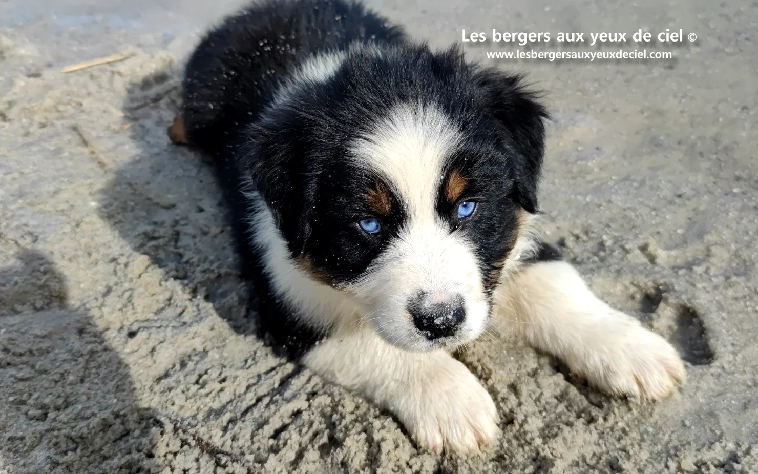 Chiot Lancelot des bergers aux yeux de ciel - Chiot berger australien noir tricolore aux yeux bleus de 3 mois