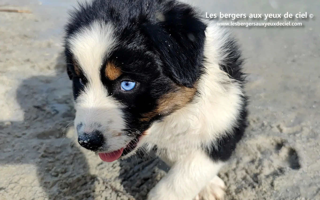 Chiot des bergers aux yeux de ciel - Chiot berger australien noir tricolore aux yeux bleus de 2 mois