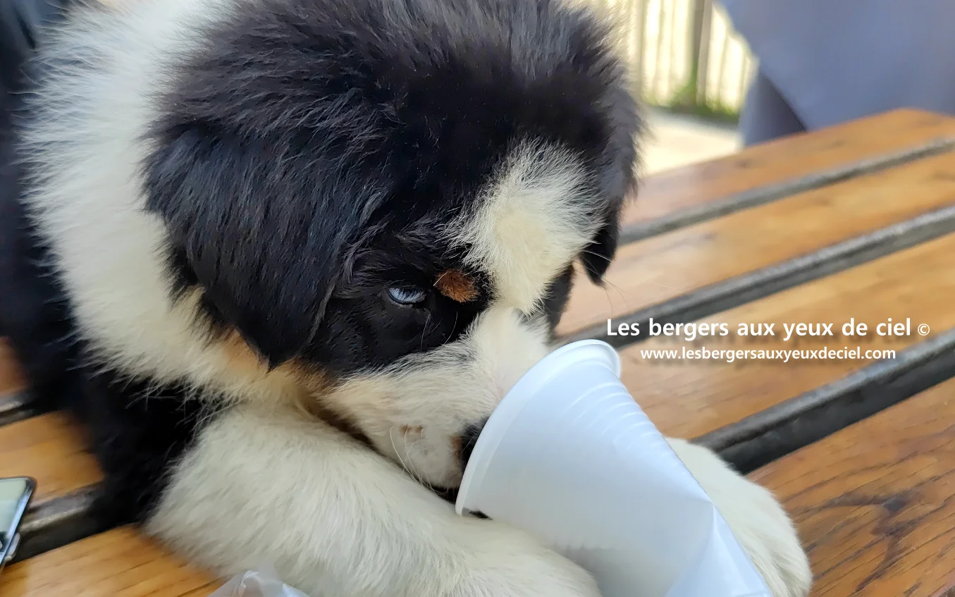 Chiot des bergers aux yeux de ciel - Chiot berger australien noir tricolore aux yeux bleus de 2 mois