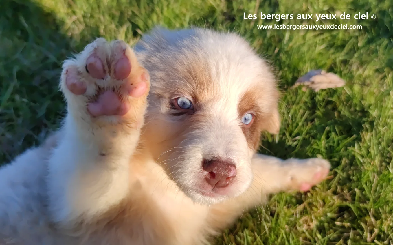 Chiot des bergers aux yeux de ciel - Chiot berger australien rouge merle aux yeux bleus de 2 mois