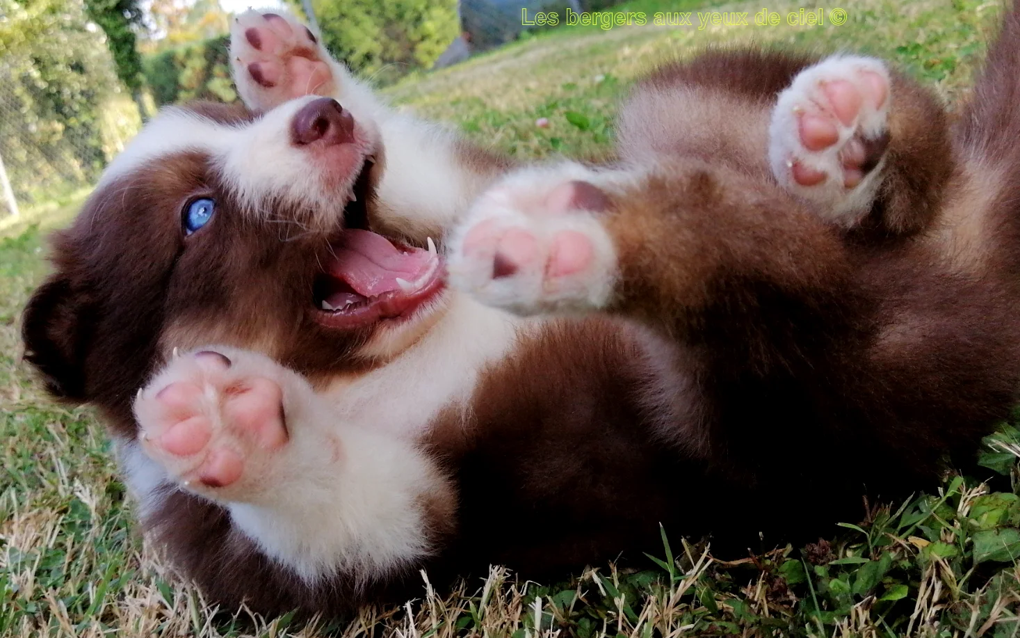 Chiot des bergers aux yeux de ciel - Chiot berger australien rouge tricolore aux yeux bleus de 2 mois