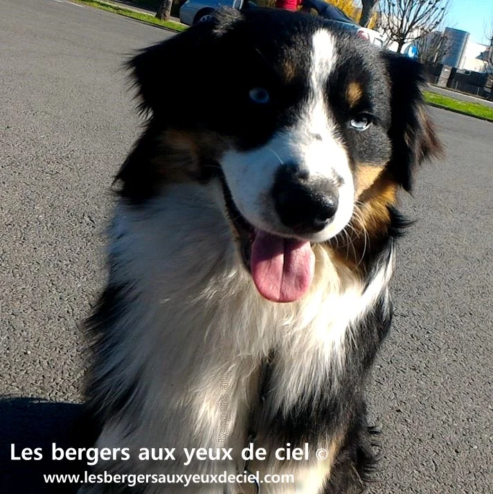 Mister Quartz Famtôme berger australien mâle noir tricolore aux yeux particolores