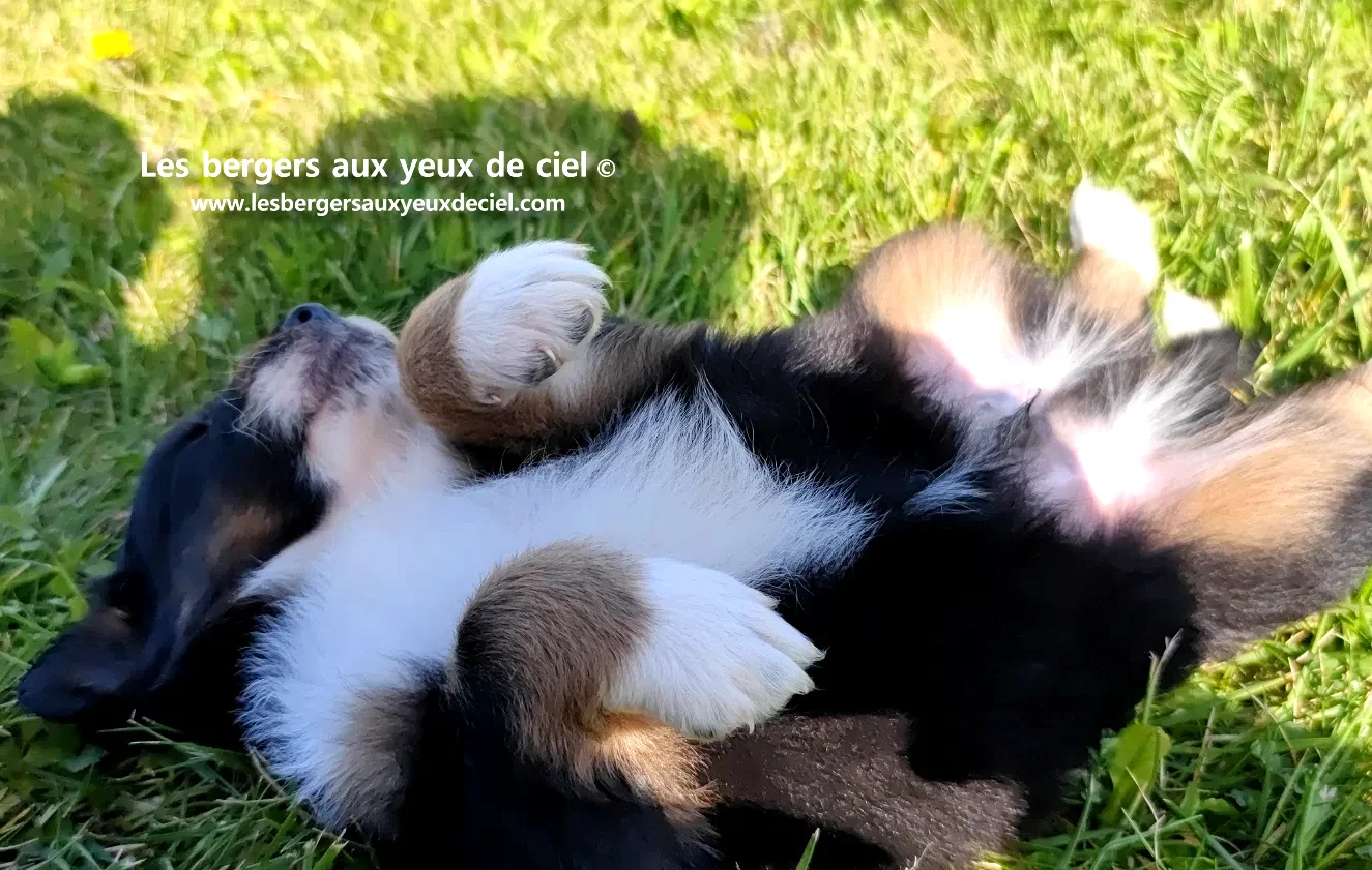Combien de temps dort un chiot femelle berger australien tricolore avec des yeux bleus ?
