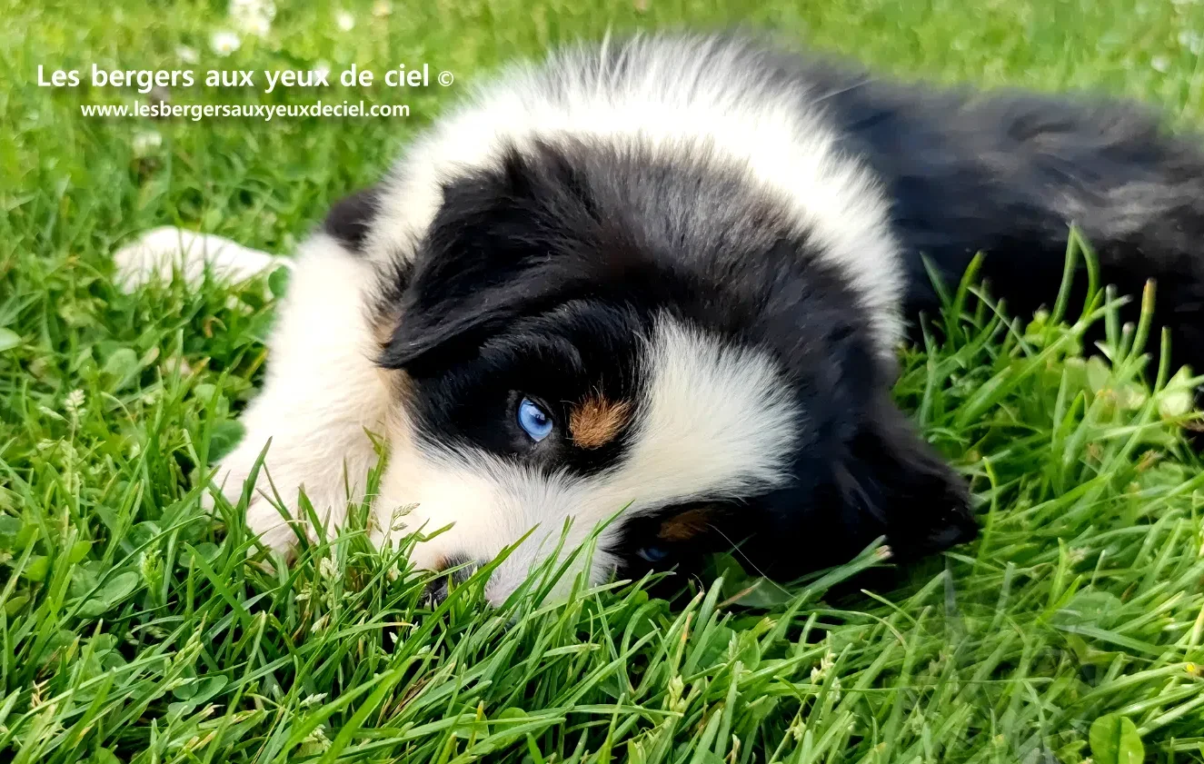 Combien de temps dort un chiot mâle berger australien tricolore aux yeux bleus ?