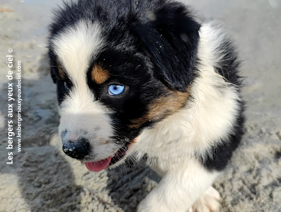 Comment puis je savoir si mon chiot berger australien noir tricolore aux yeux bleus va devenir beau ?