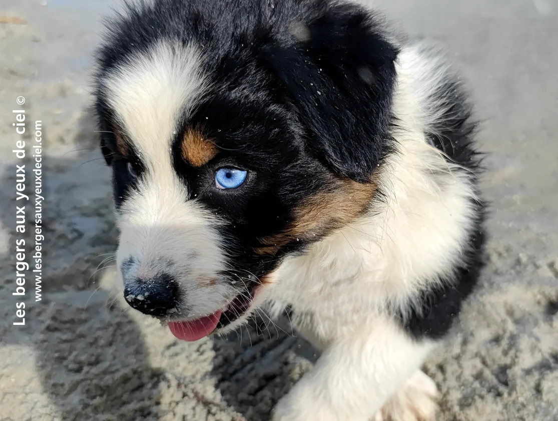 Comment puis je savoir si mon chiot berger australien noir tricolore aux yeux bleus va devenir beau ?