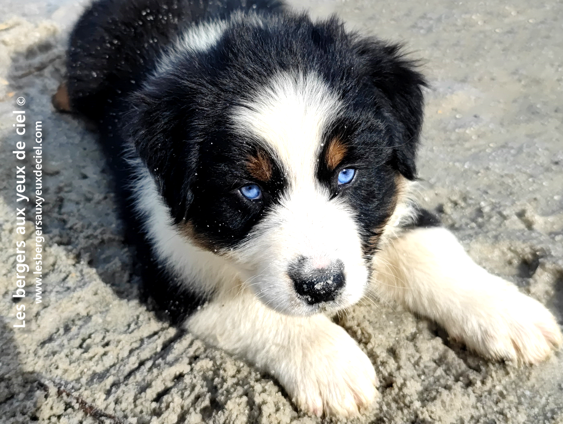 Comment puis je savoir si mon chiot noir tricolore aux yeux bleus va devenir beau ?