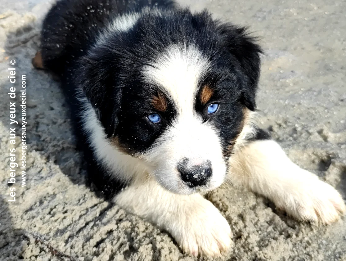 Comment puis je savoir si mon chiot noir tricolore aux yeux bleus va devenir beau ?