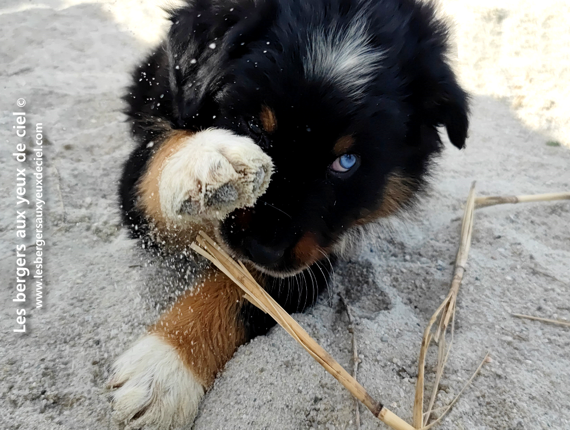 Comment puis je savoir si mon chiot noir tricolore aux yeux vairons va devenir beau ?