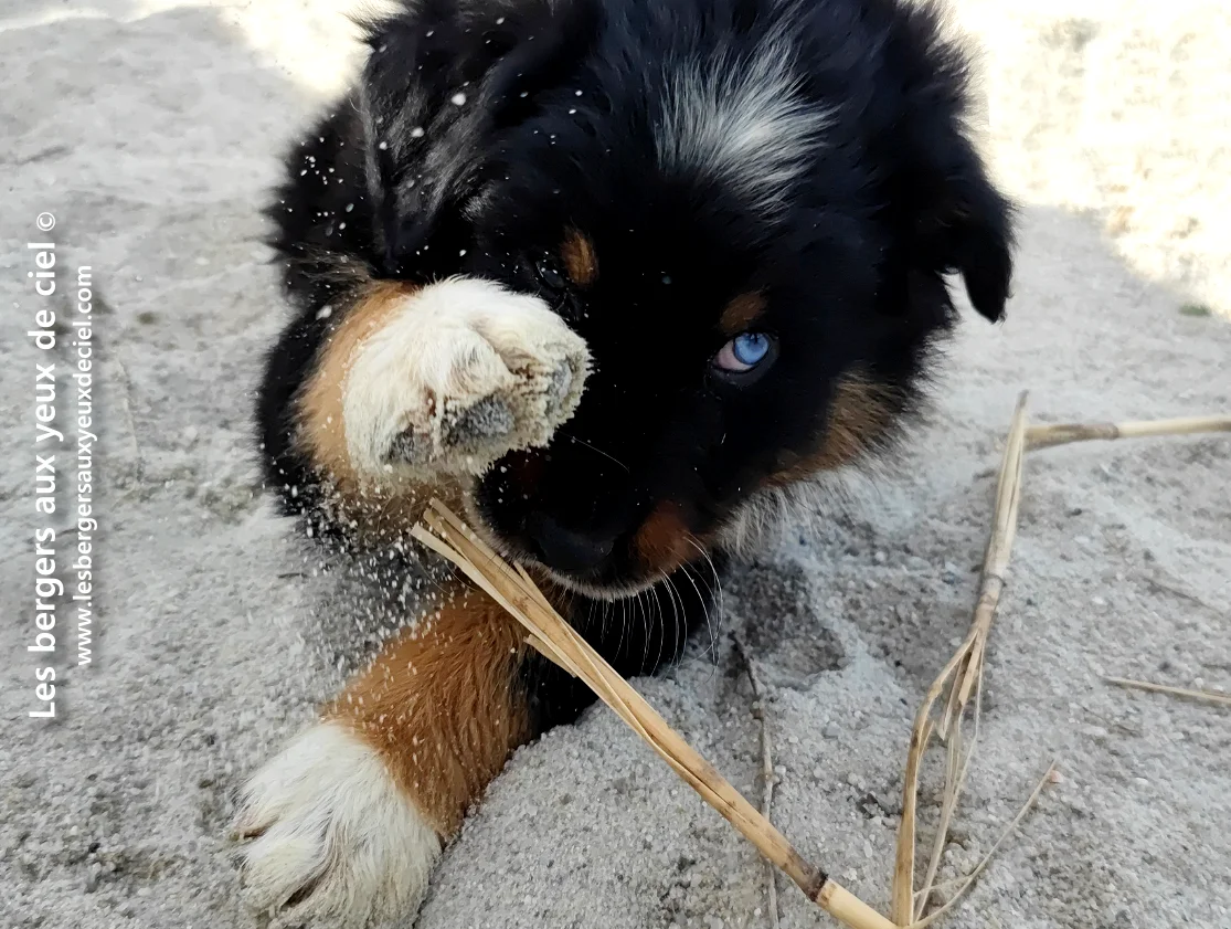 Comment puis je savoir si mon chiot noir tricolore aux yeux vairons va devenir beau ?