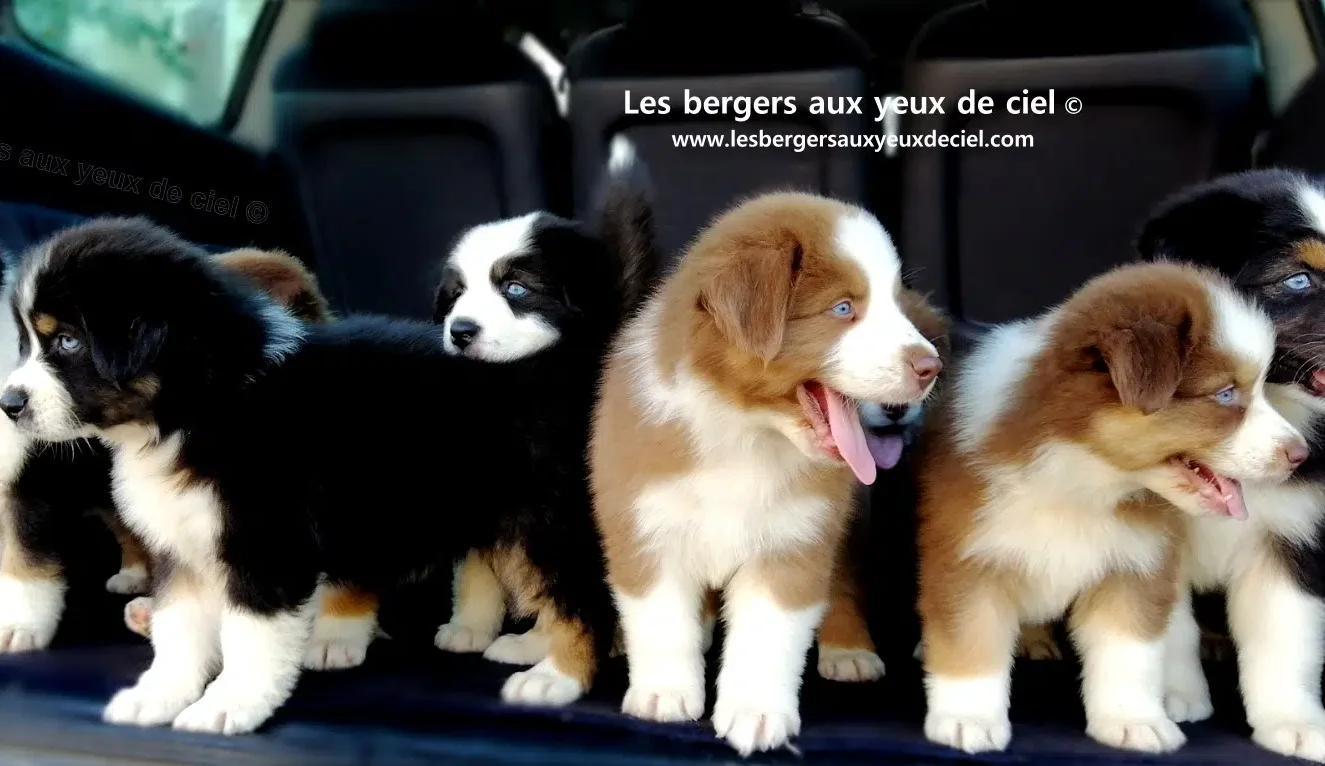 Comment vacciner un chiot berger australien tricolore aux yeux bleus de 3 mois ?