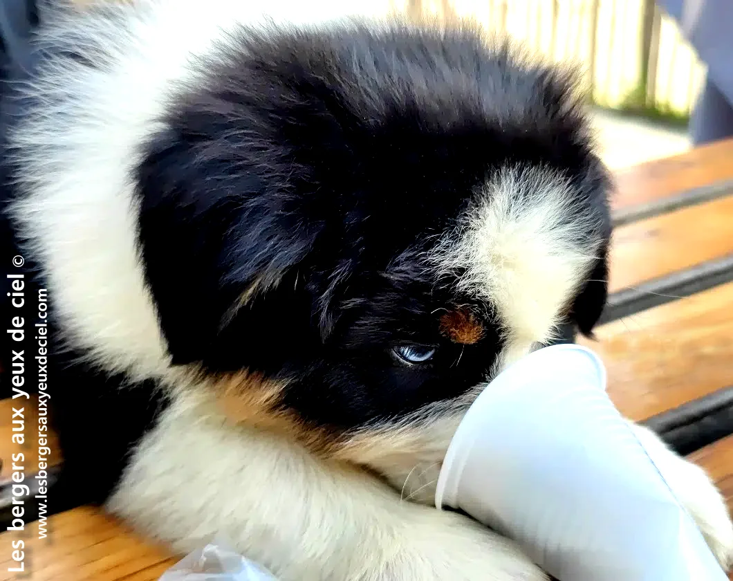 Doit on donner des complements alimentaires a un chiot berger australien ?