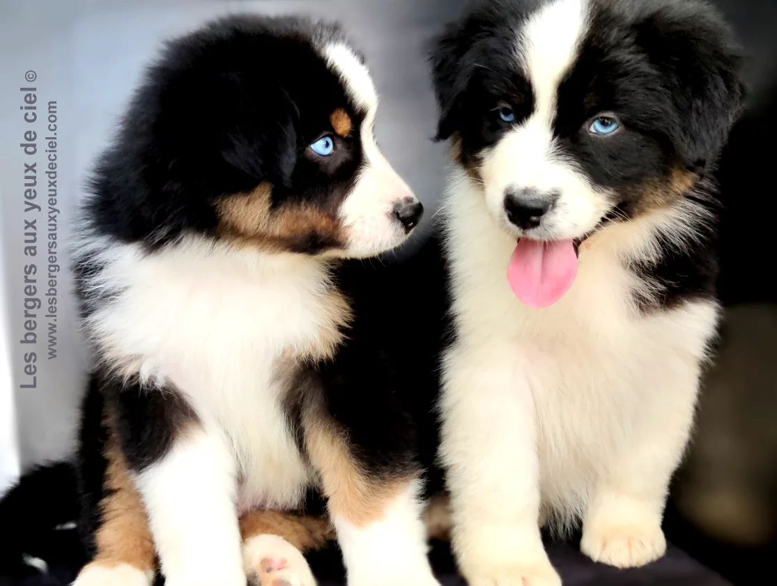 Faut il laver souvent son chiot berger Australien noir tricolore aux yeux bleus des bergers aux yeux de ciel ?