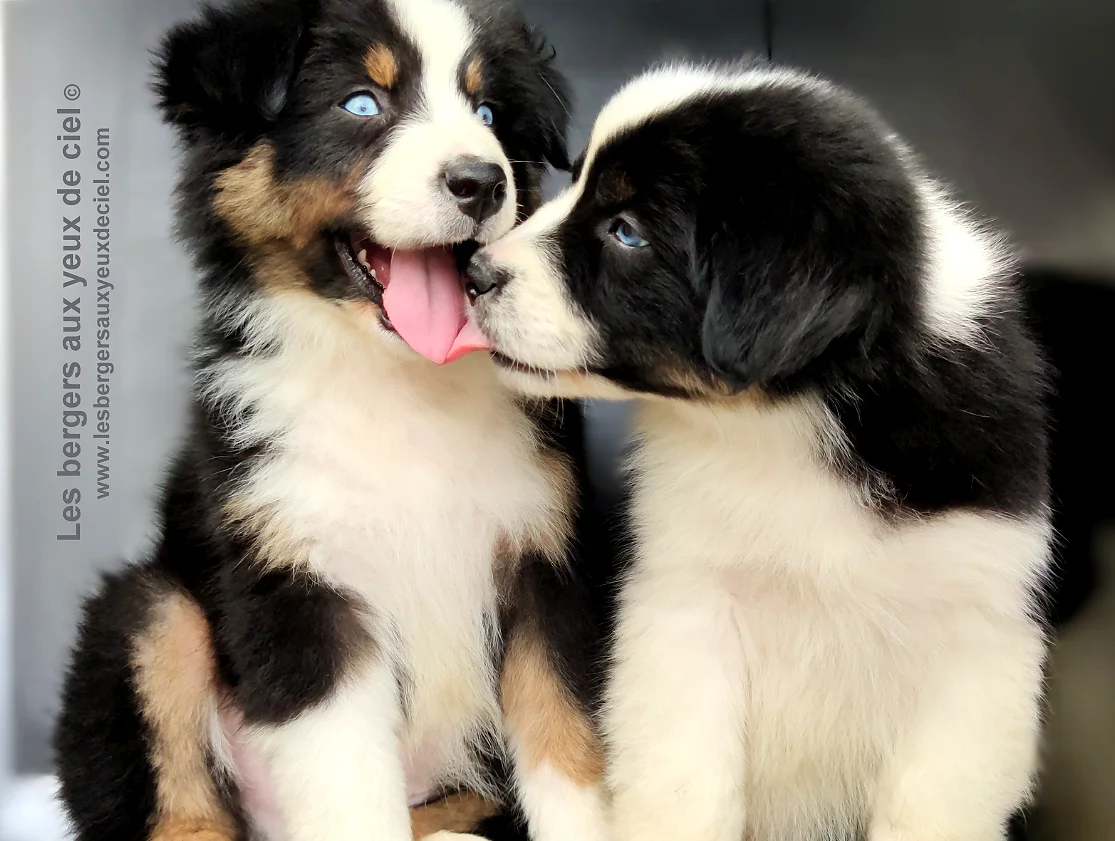 Faut il laver souvent son chiot berger Australien tricolore aux yeux bleus ?