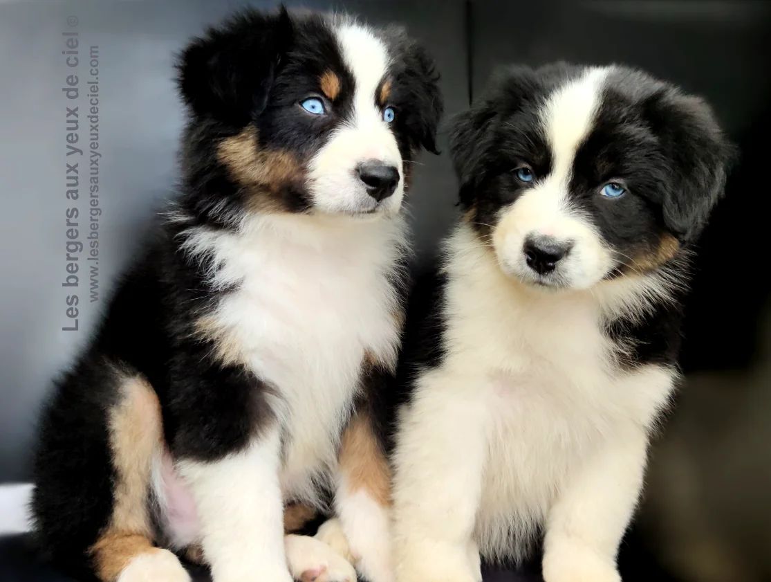 Faut il laver souvent un chiot berger Australien noir tricolore aux yeux bleus de elevage les bergers aux yeux de ciel ?
