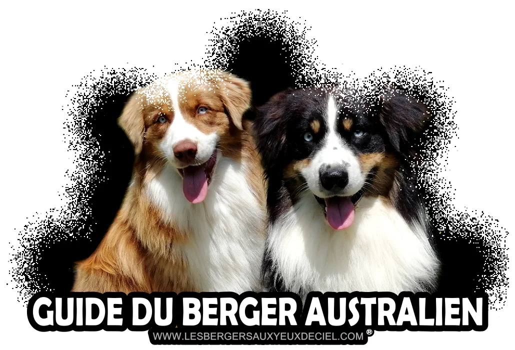 Guide du berger australien de l'élevage les bergers aux yeux de ciel