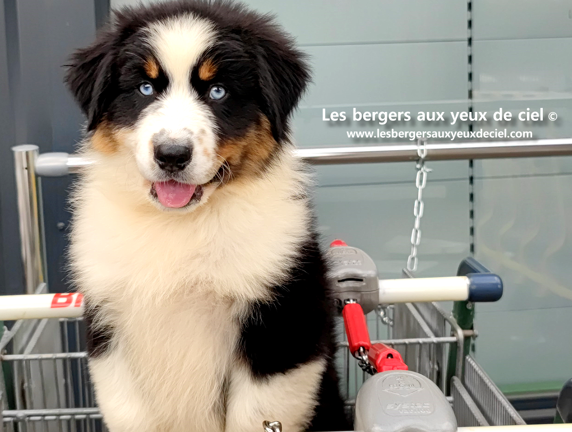 berger australien noir tricolore aux yeux bleus