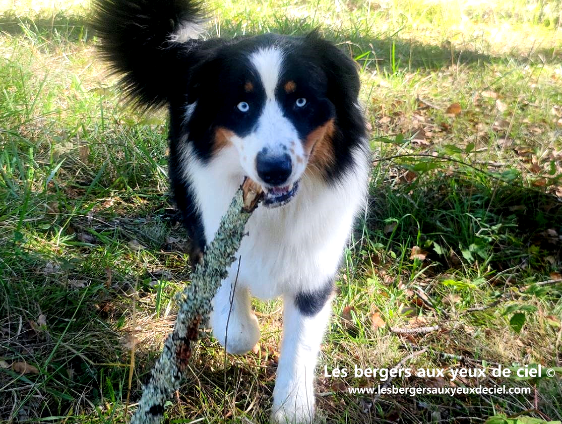 berger australien noir tricolore aux yeux bleus