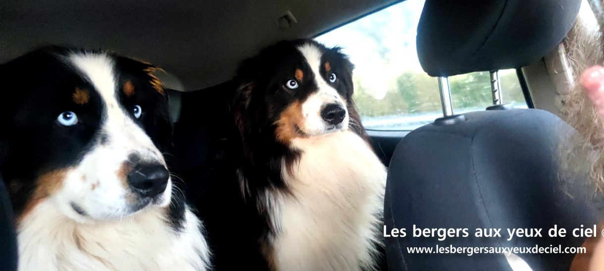 Mes Austrapotes en mode craspouille