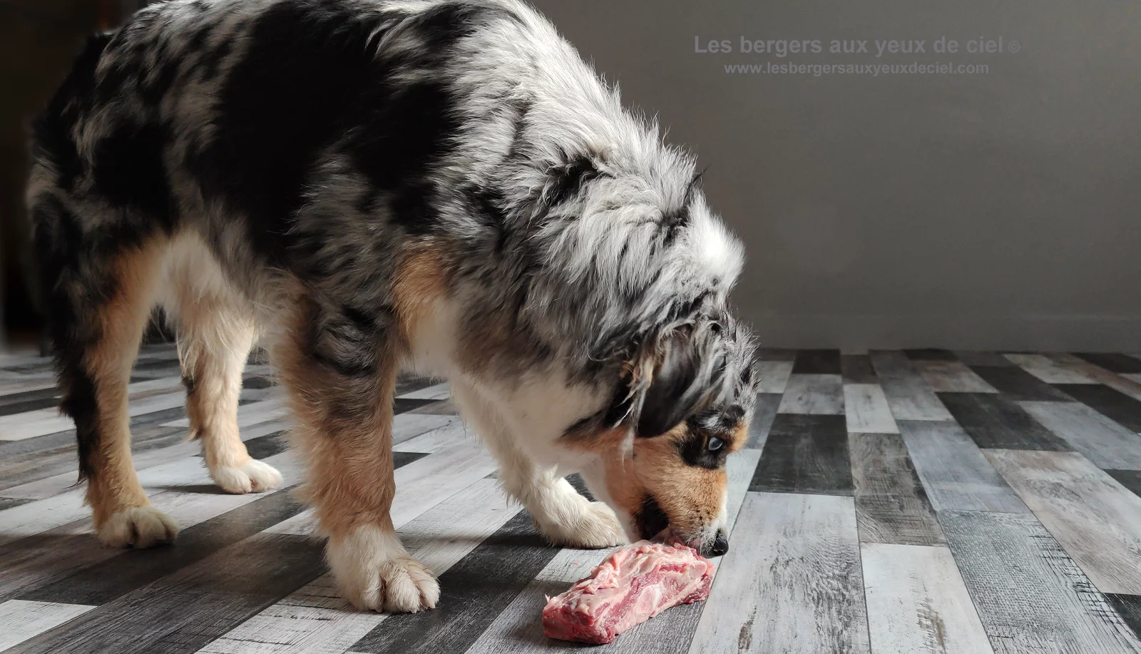 Quelle est la meilleure façon de nourrir un berger australien ? QUELLE EST LA MEILLEURE FAÇON DE NOURRIR UN BERGER AUSTRALIEN