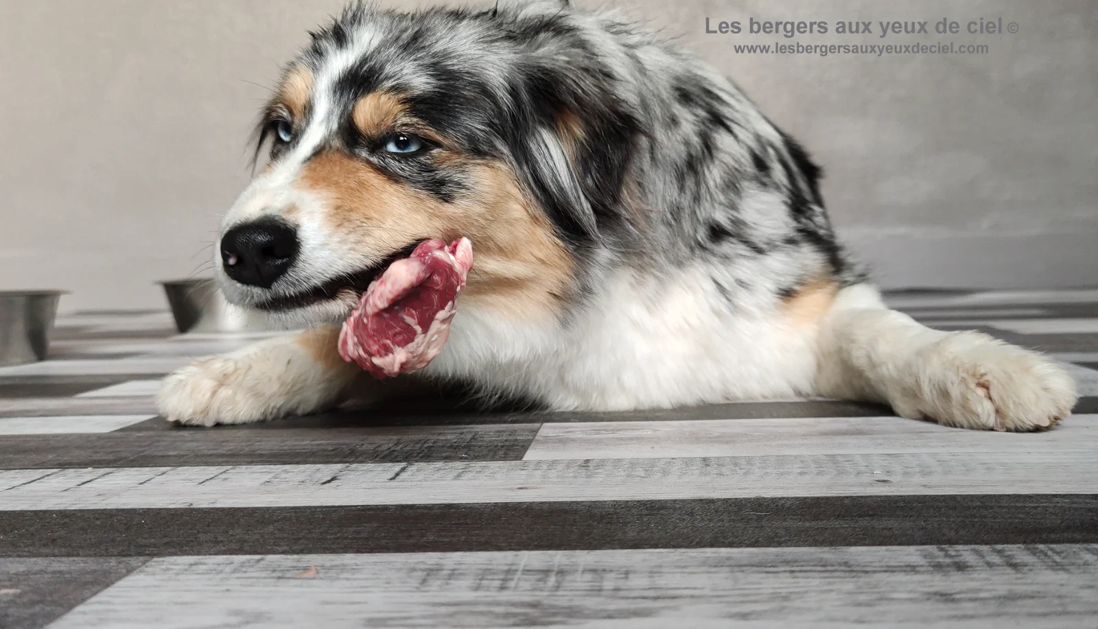 Quelle est la meilleure façon de nourrir un berger australien ? Quelle est la meilleure façon de nourrir un berger australien ?