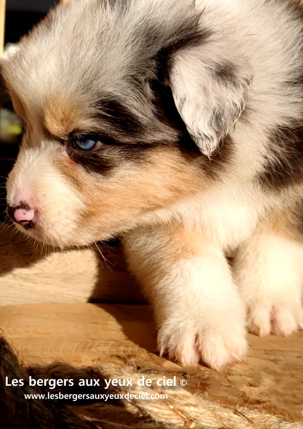 Guide du chiot