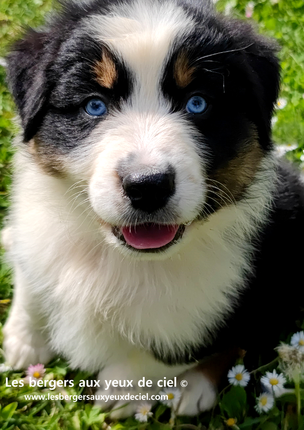 Guide du chiot